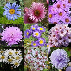Aster Collection